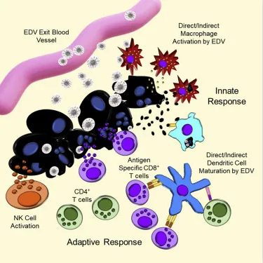EDV 纳米细胞机制图