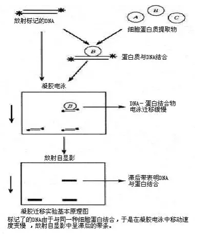 EMSA实验原理