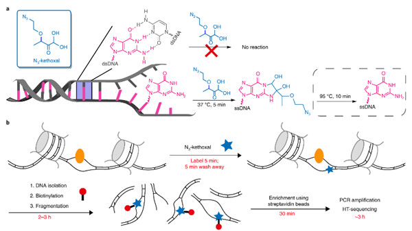 新型单链DNA测序方法KAS-seq