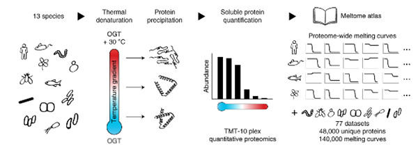 蛋白质组热稳定性图谱绘制