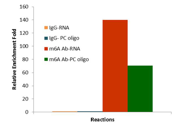 EpiQuik™ CUT&RUN m6A RNA Enrichment Kit