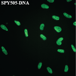 SPY505-DNA