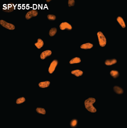 SPY555-DNA