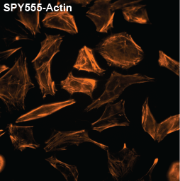 SPY555-actin