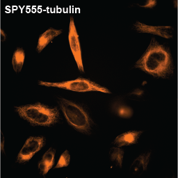 SPY555-微管蛋白