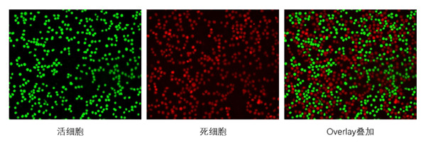 活死细胞染色结果图