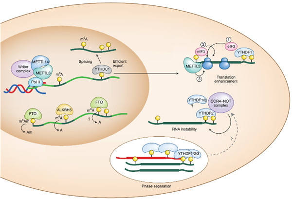 RNA修饰子n6 -甲基腺苷
