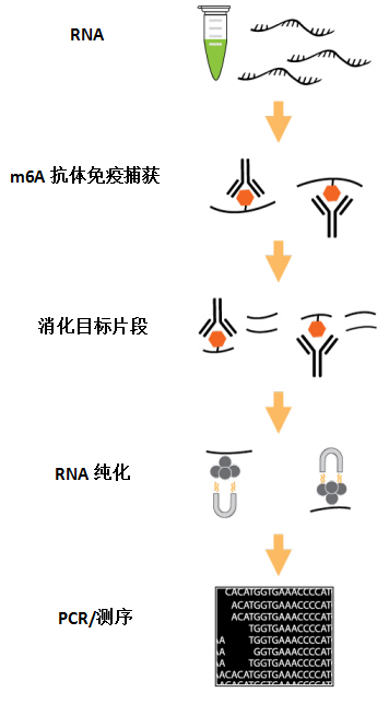 m6A RNA富集纯化原理