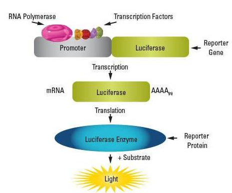 双荧光素酶报告基因实验的原理