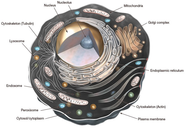 细胞质膜