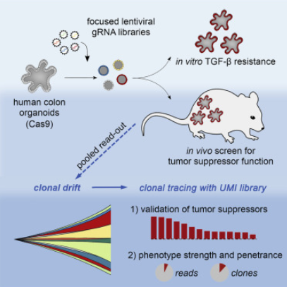 CRISPR-Cas9汇集筛选