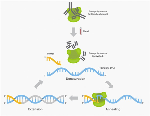 激活DNA聚合酶