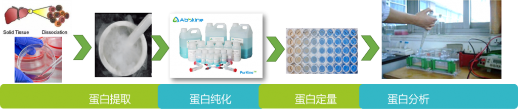 WB实验方案