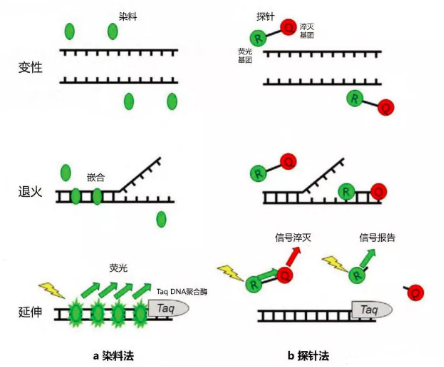 一步法RT-qPCR