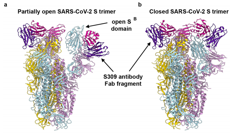SARS单克隆抗体,新冠病毒