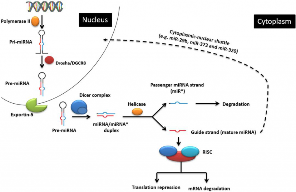 miRNAs