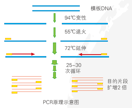 pcr原理示意图