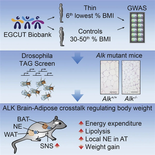 ALK是可能调节瘦身并在抵抗体重增加方面发挥作用的关键基因