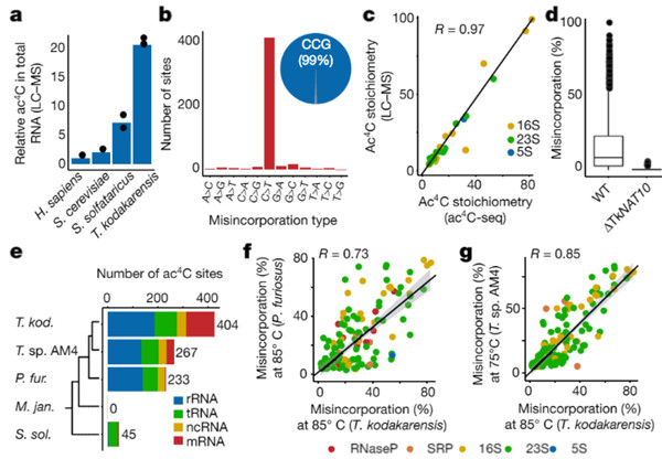 定量交叉进化图谱解释动态RNA乙酰化
