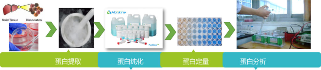 蛋白定量