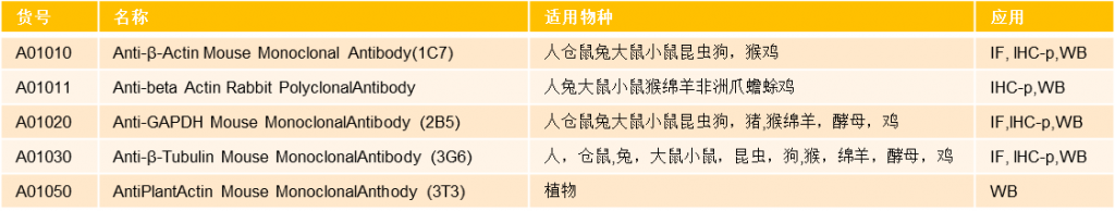 内参抗体