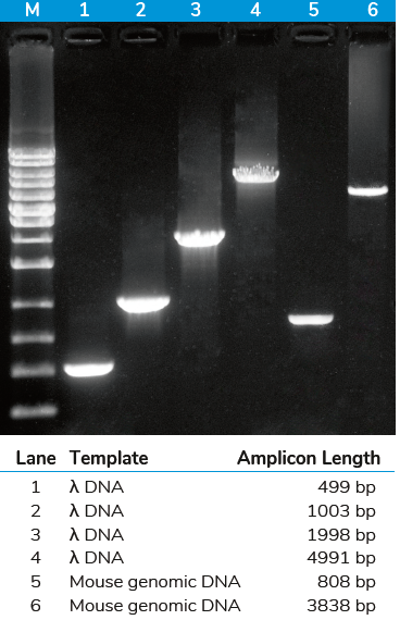 HOT FIREPol&reg;高保真PCR