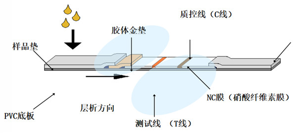 SARS-CoV-2检测