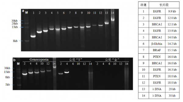 长片段PCR