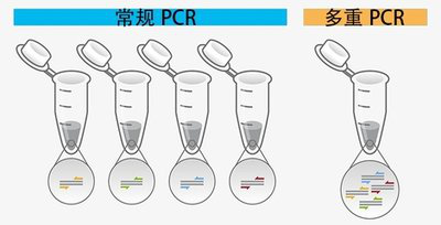 多重PCR