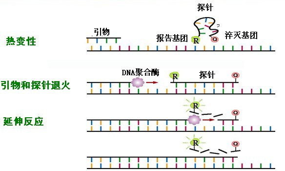 荧光标记的探针法