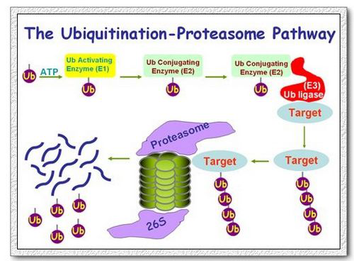 泛素-蛋白酶体系统