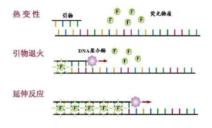 荧光染料法