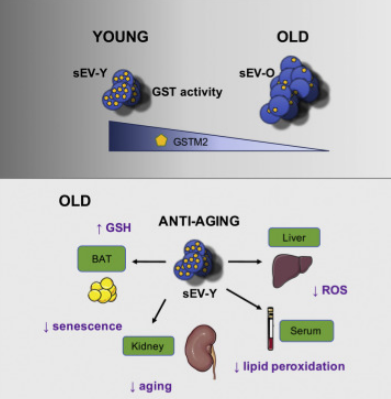 SEVs可改善衰老特征