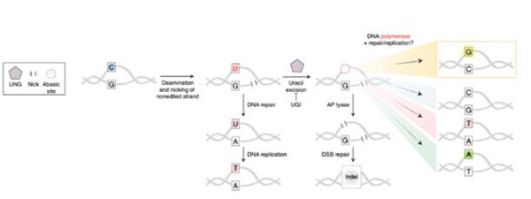 CRISPR C-G DNA碱基编辑器