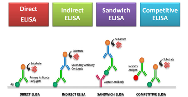 Elisa试剂盒