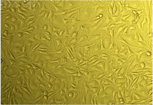 鸡胚成纤维细胞