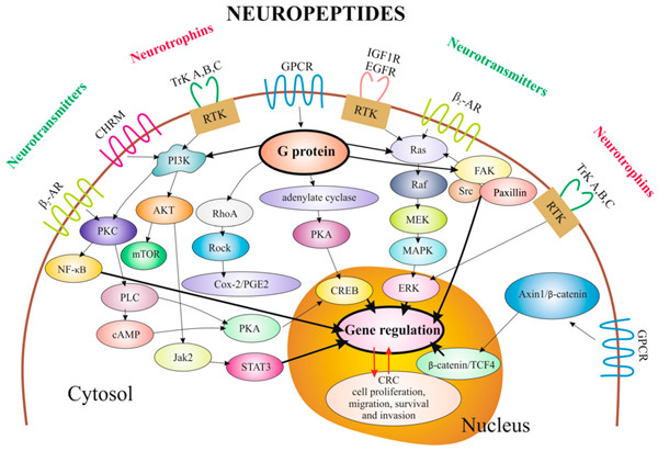 神经肽通常与其他肽和传统的神经递质共释放