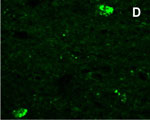 神经肽RFRP-3