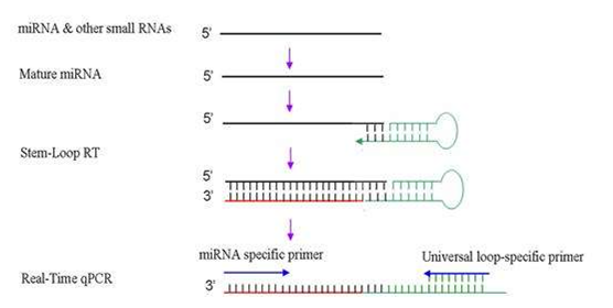 逆转录PCR