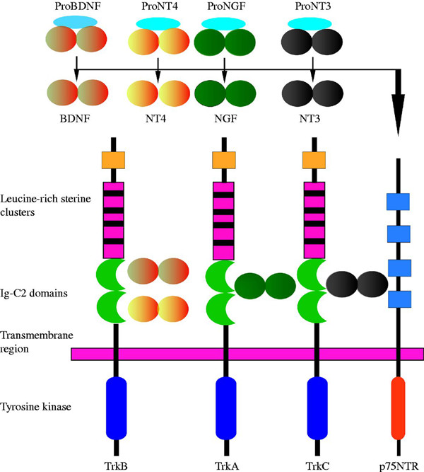 Trks介导神经营养因子的功能信号