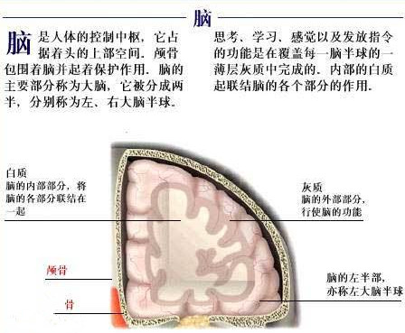 大脑的结构和功能