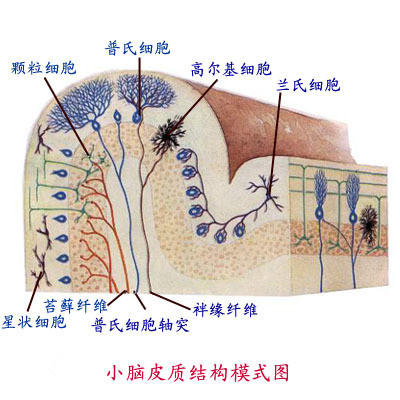 脳神经研究