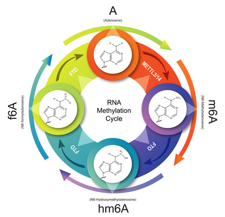 m6A RNA甲基化和去甲基化循环