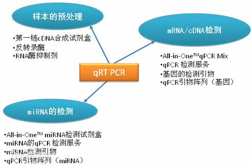 PCR引物