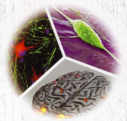 神经生物学研究