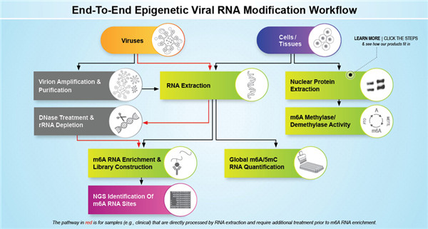 全套病毒RNA修饰研究