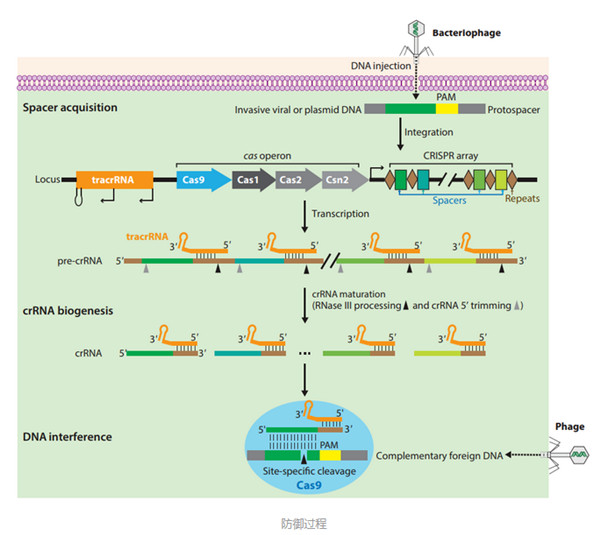 CRISPR-Cas系统