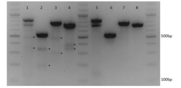  CRISPR-Cas9多重靶向编辑多个基因