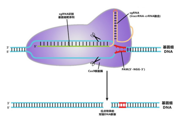 CRISPR/Cas9介导的基因组编辑原理图