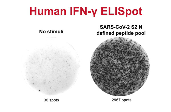 IFN-Y/IL-2 FluorOSpot 分析法在Mabtech IRIS上对T细胞应激反应进行分析